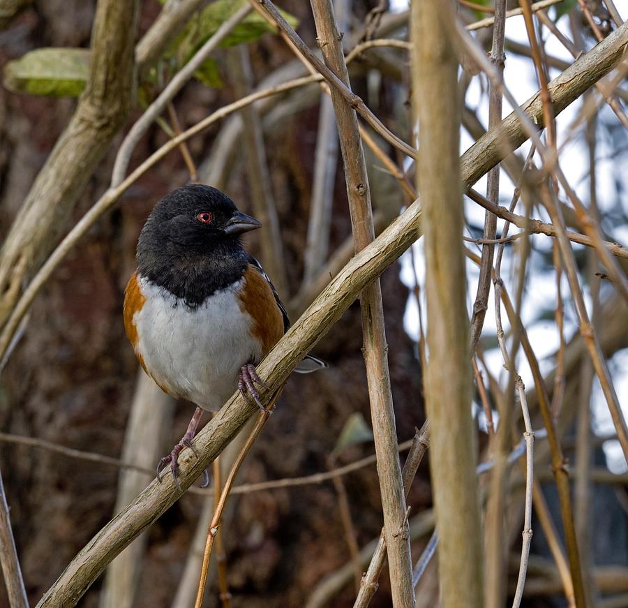 Spotted Towhee Photograph