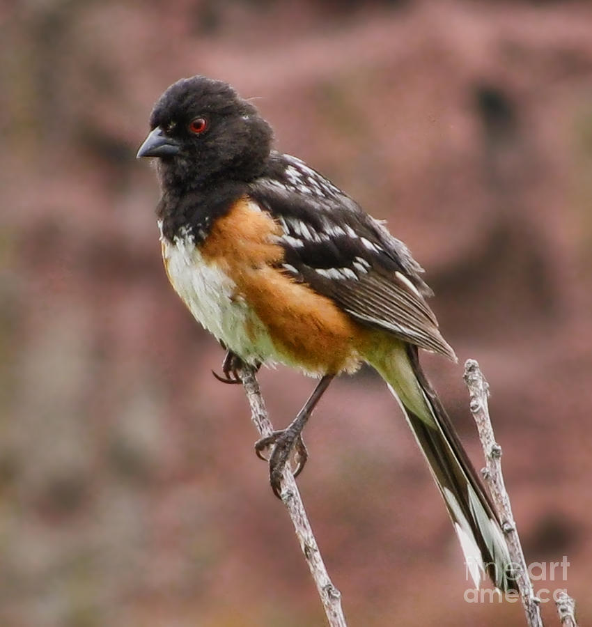 Spotted Towhee #1 Photograph by Steven Parker
