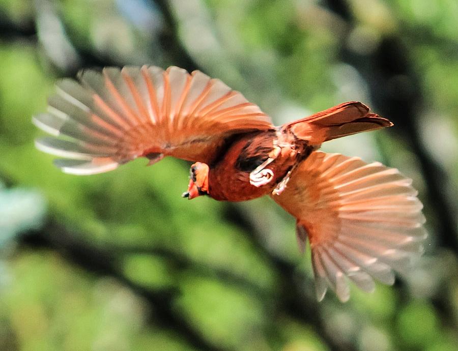 Spread Your Wings And Fly Photograph by Jodi Sharp - Fine Art America