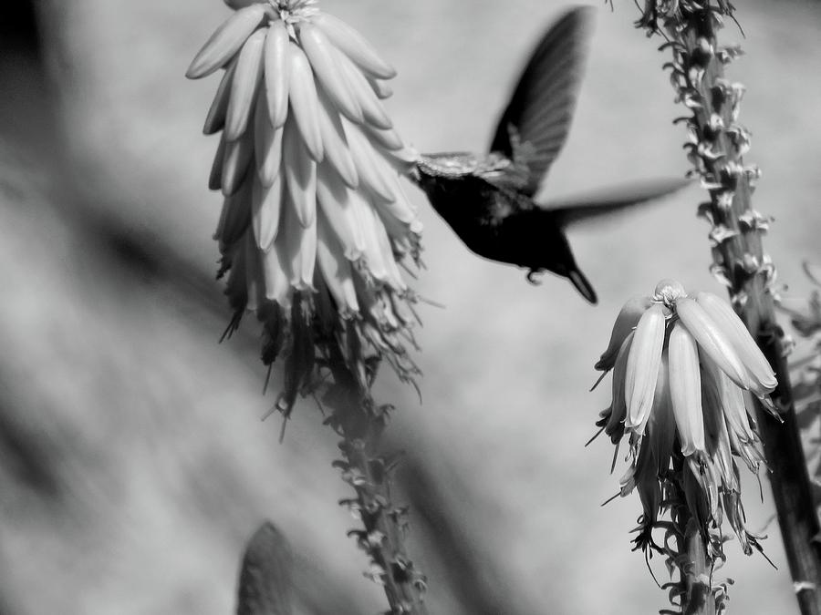 Spread Your Wings by Jenny Regan Spread Your Wings by Jenny Regan
