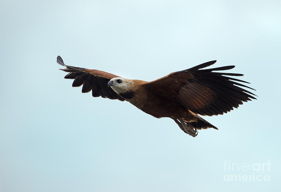 Wildlife Photograph - Spread Your Wings... #1 by Nina Stavlund