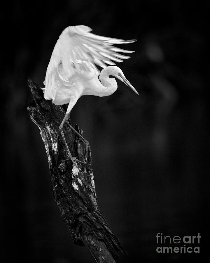 Egret Photograph - Spread Your Wings #2 by Patrick Lynch