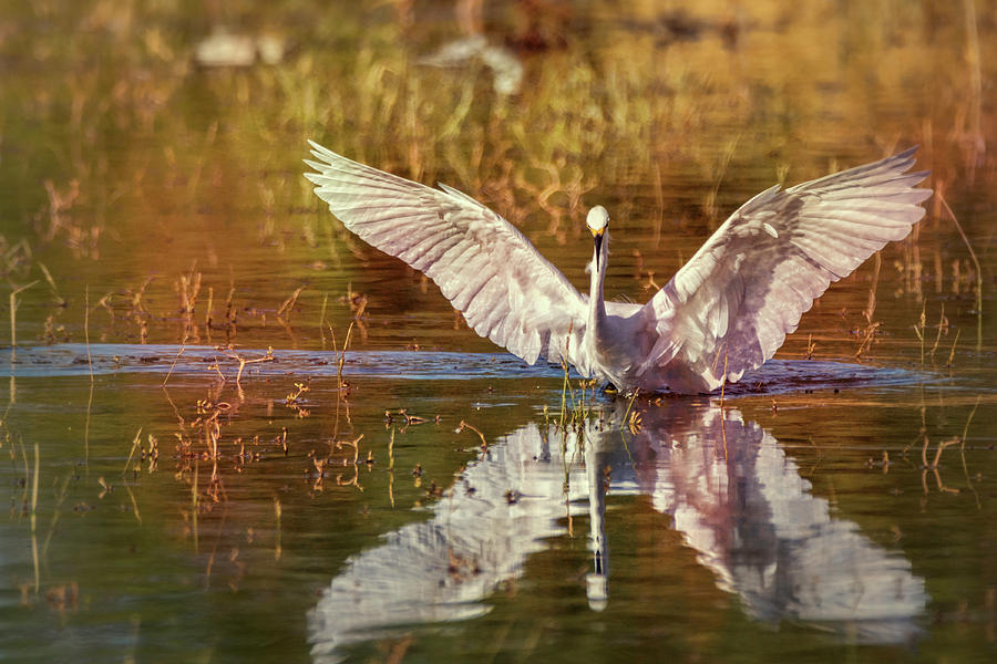 Spread Your Wings  #2 Photograph by Saija Lehtonen