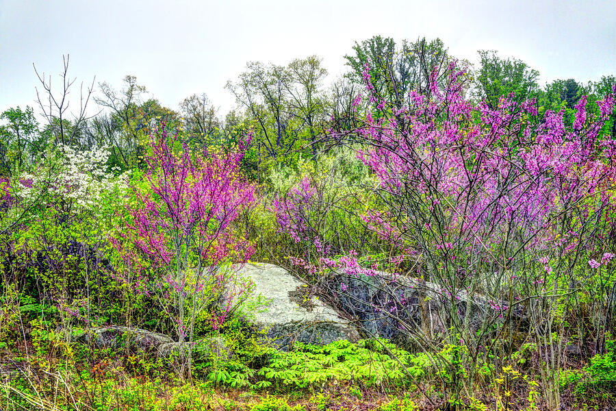 Spring at Devils Den #1 Photograph by Paul W Faust - Impressions of Light