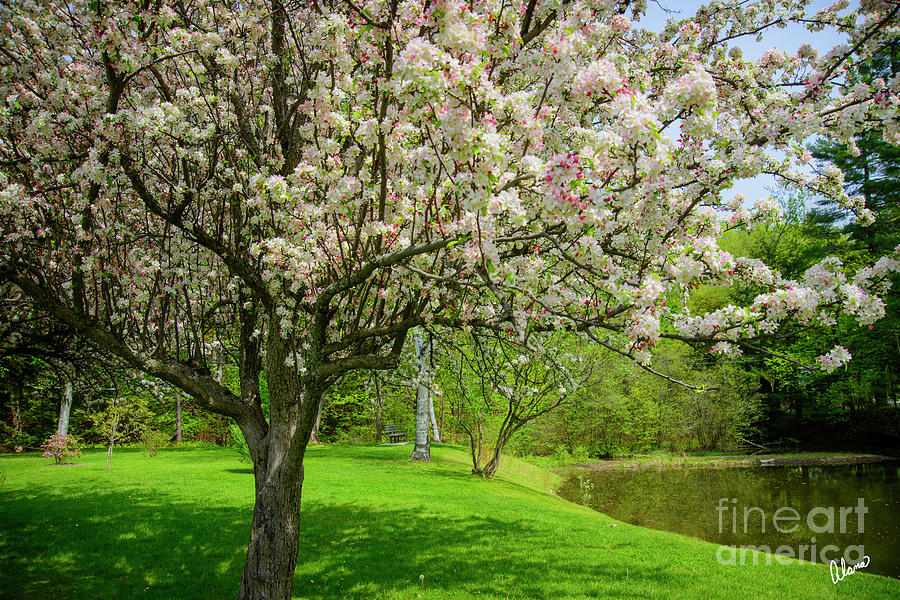 Spring At The Park Photograph