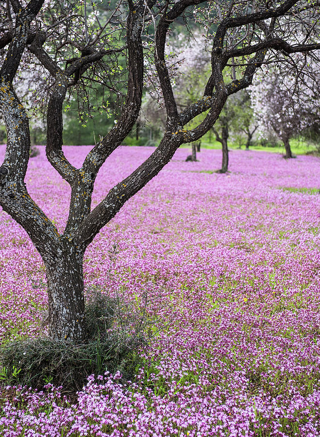 Spring landscape. Almond tree and purple flower field Photograph by Michalakis Ppalis