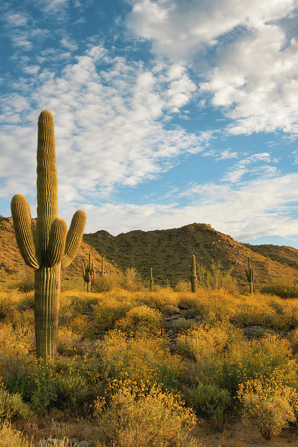 Spring bloom of brittle bush in Arizona's White Tank Mountain Regional ...