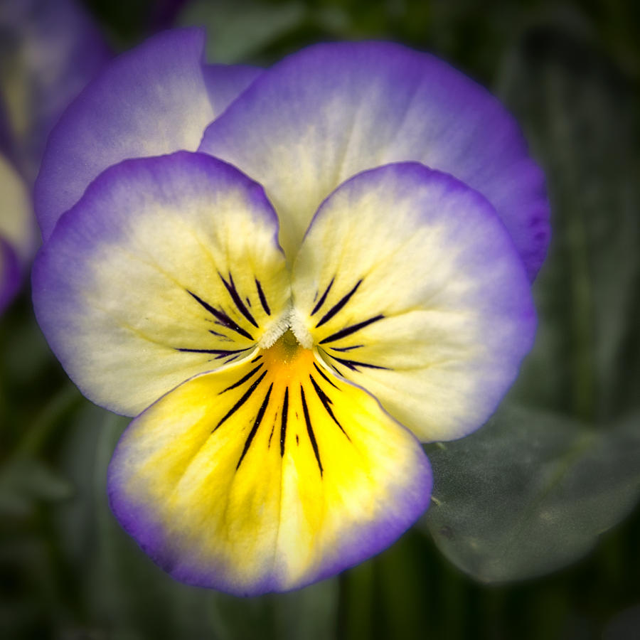 Spring Bloom #1 Photograph by Robert Fawcett