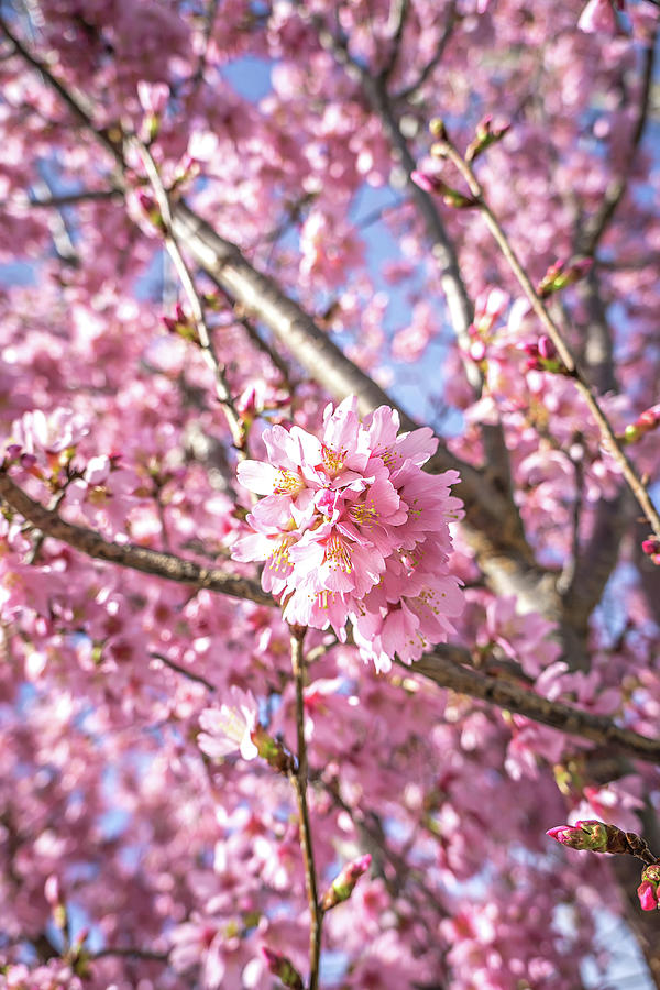 Spring Bloom Tree With Pink Flowers #1 Photograph by Alex Grichenko