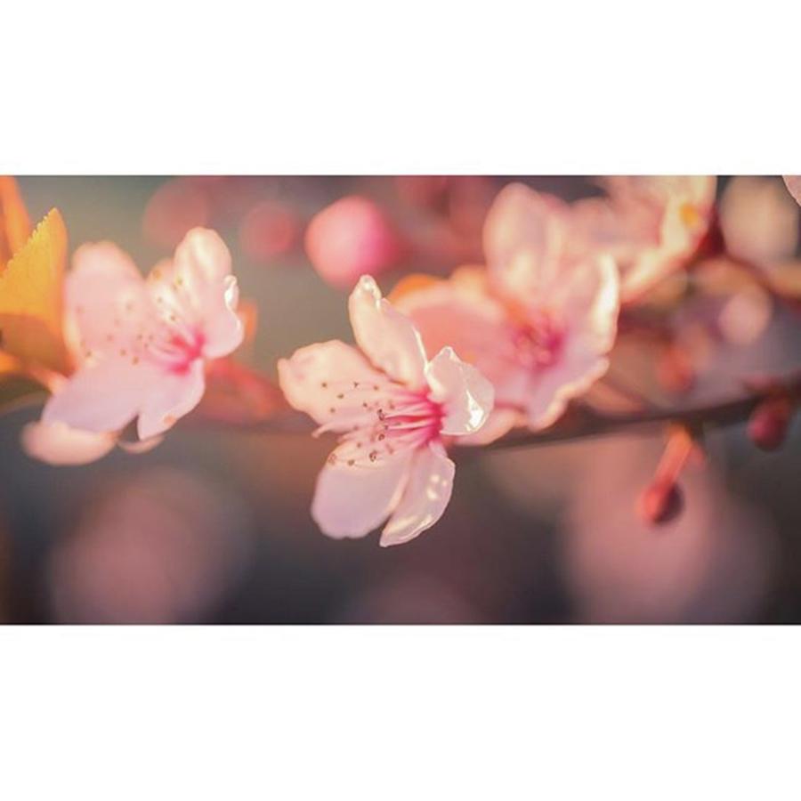 Spring Photograph - #spring #blossom #flowers #weinheim #1 by Jeffrey Groneberg