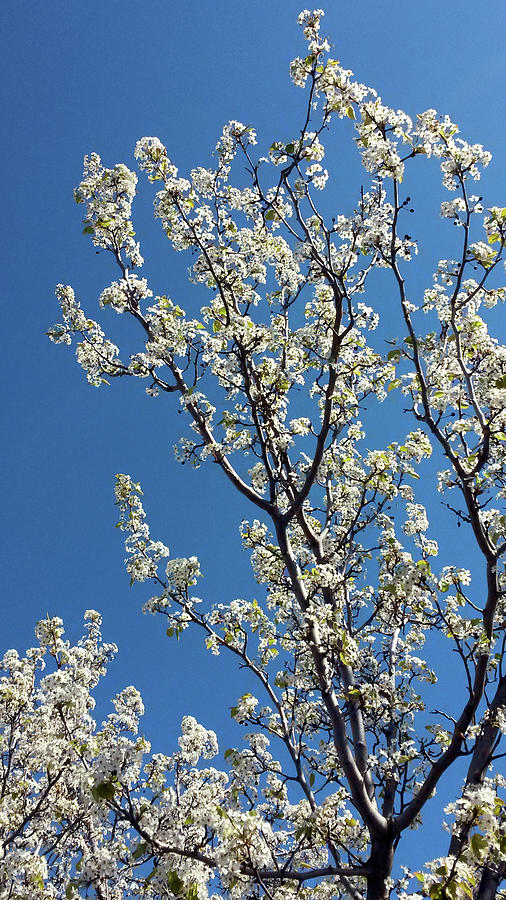 Spring Blossoms #2 Photograph by Eric Forster