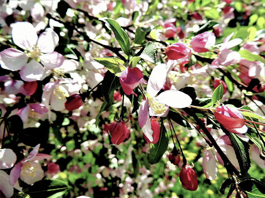 Spring Blossoms Photograph