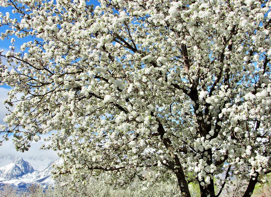 Spring Blossoms #1 Photograph by Marilyn Diaz