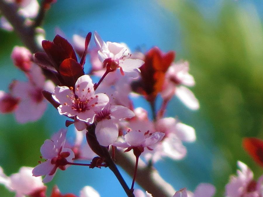 Spring Blossoms #1 Photograph by Vijay Sharon Govender
