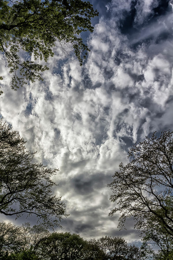 Spring Branches Leaves Sky and Clouds #1 Photograph by Robert Ullmann