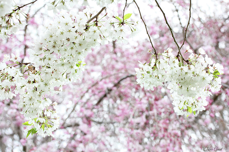 Spring Cherry Blossoms #1 Photograph by Trina Ansel