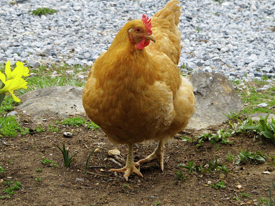 Spring Chicken #1 Photograph by Sally Weigand