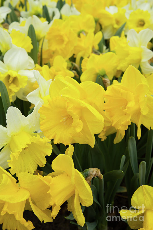 Spring Daffodils #2 Photograph by Anastasy Yarmolovich