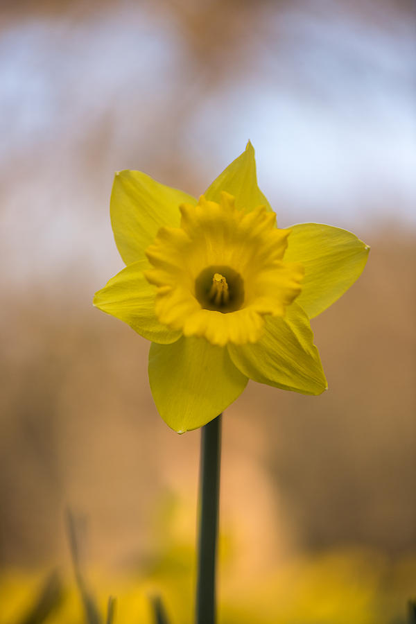 Spring Daffoldil #1 Photograph by Matt Malloy