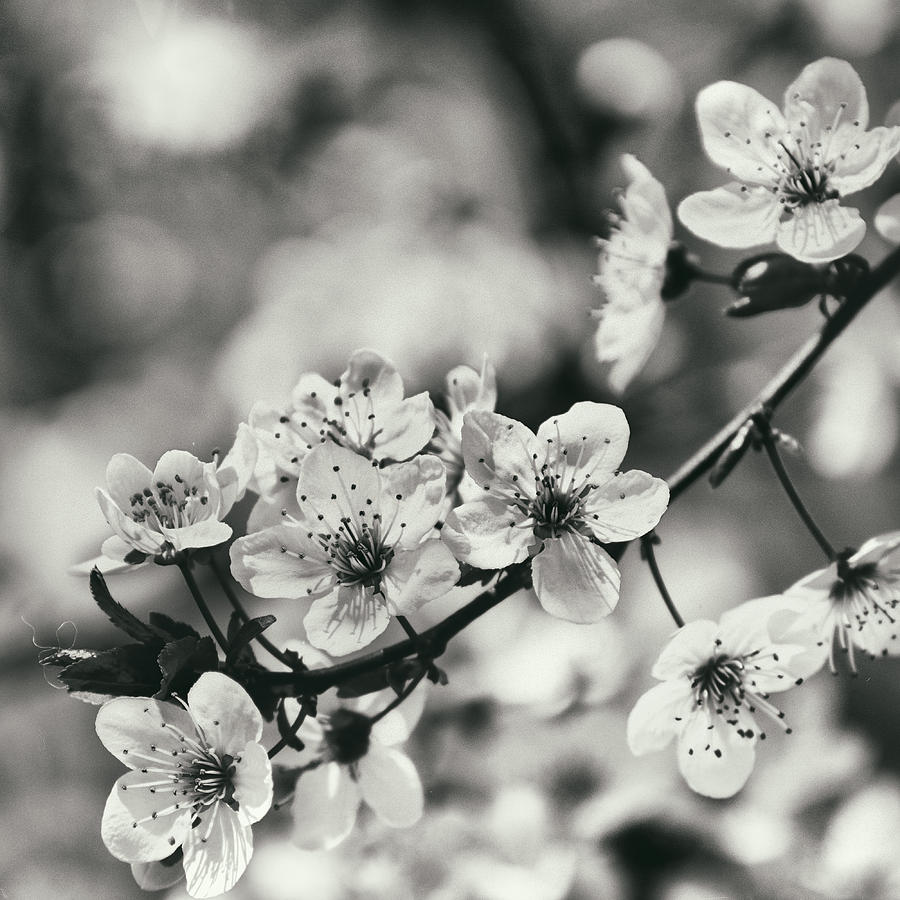 Spring dreams Photograph by Guido Montanes Castillo - Fine Art America