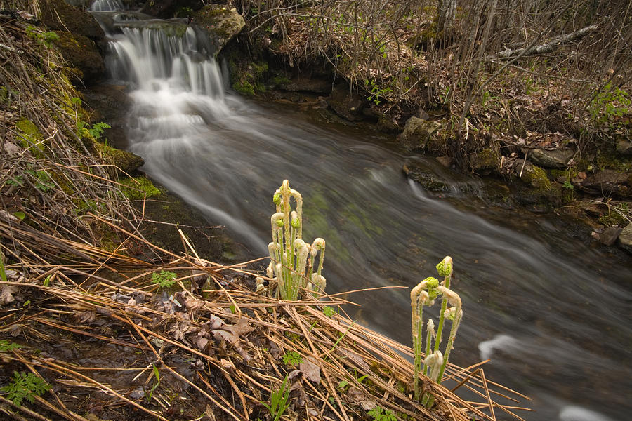 Spring Ferns And Cascades #1 Photograph by Irwin Barrett