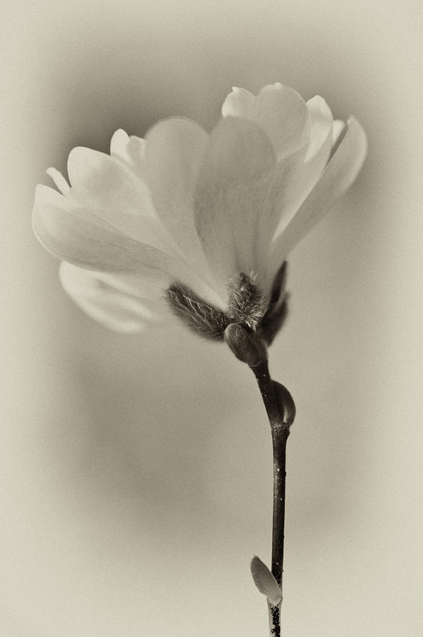 Spring Flower Buds #1 Photograph by Wilma  Birdwell