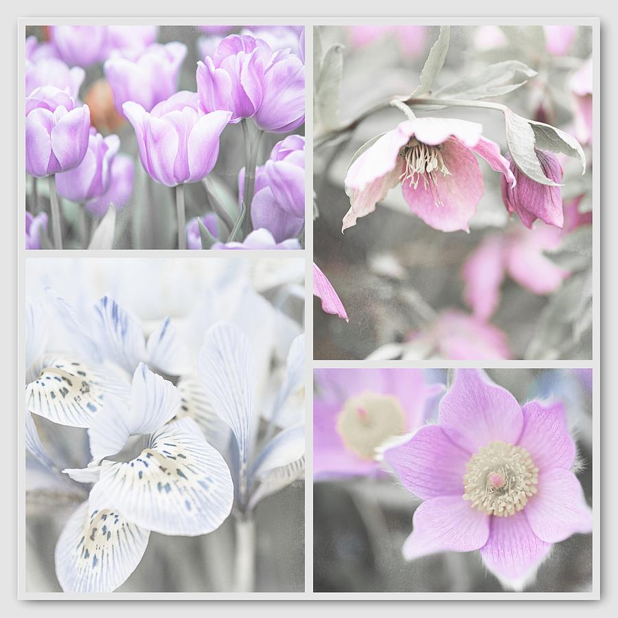 Spring Flower Collage. Shabby Chic Collection #1 Photograph by Jenny Rainbow
