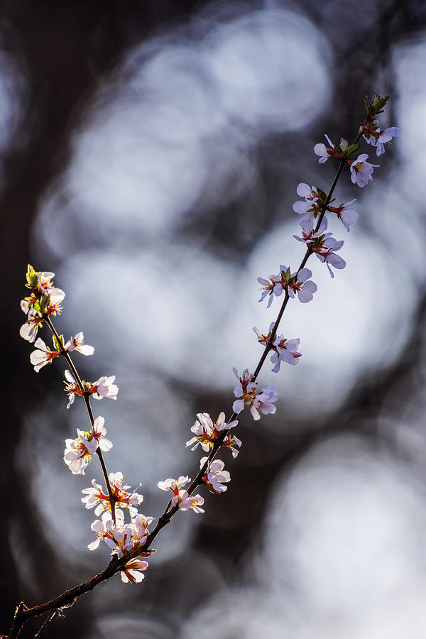 Spring flowers with natural bokeh #1 Photograph by Vishwanath Bhat