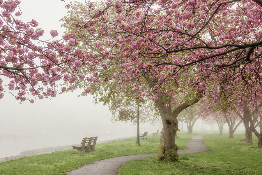 Nature Photograph - Spring Fog #1 by June Marie Sobrito