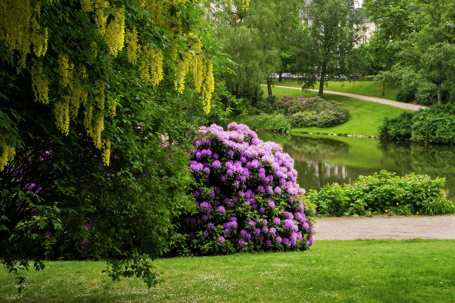 Spring garden #1 Photograph by Inge Riis McDonald