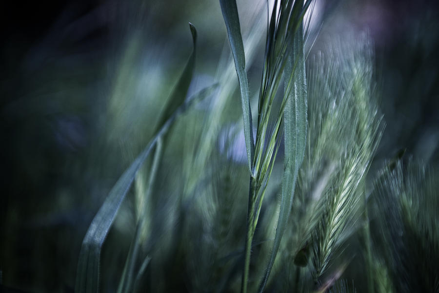 Spring Grass Emerging Photograph by Sheryl Karas
