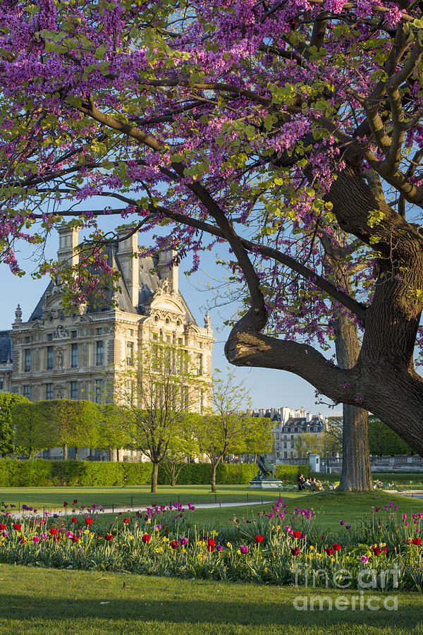 Spring in Paris #2 Photograph by Brian Jannsen