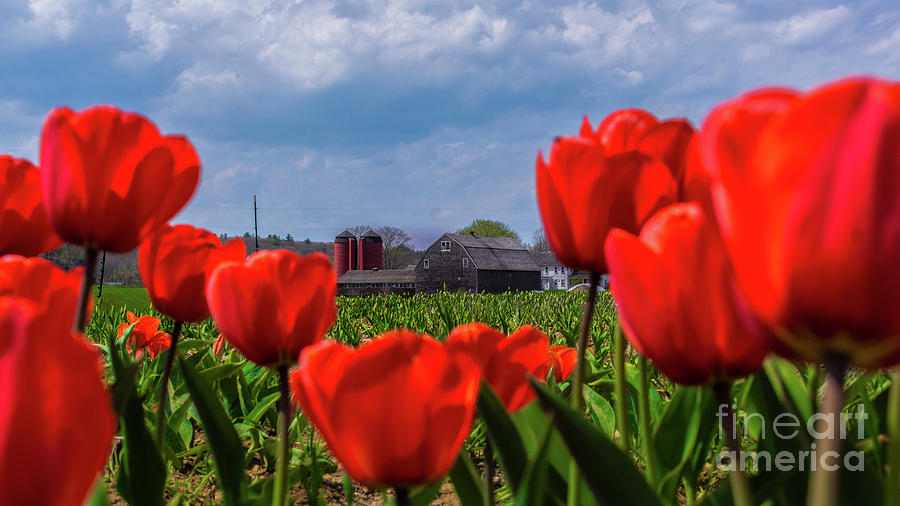 Spring in Rhode Island #1 Photograph by New England Photography
