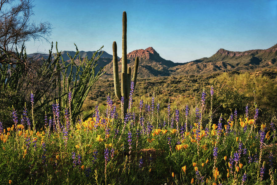 Spring in the Sonoran  #2 Photograph by Saija Lehtonen