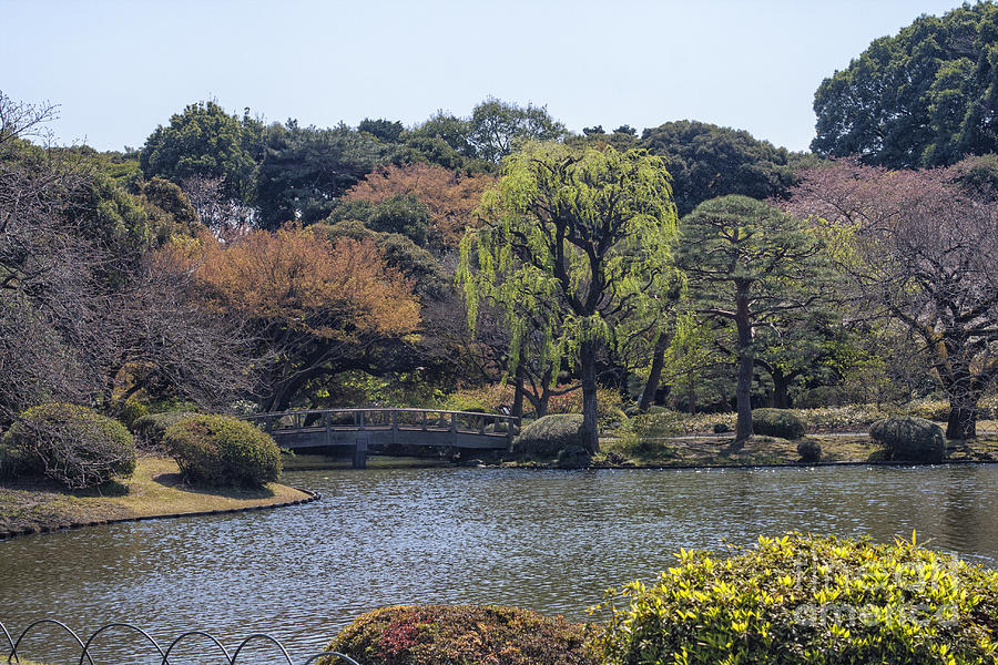 Spring in Tokyo Park Photograph by Patricia Hofmeester