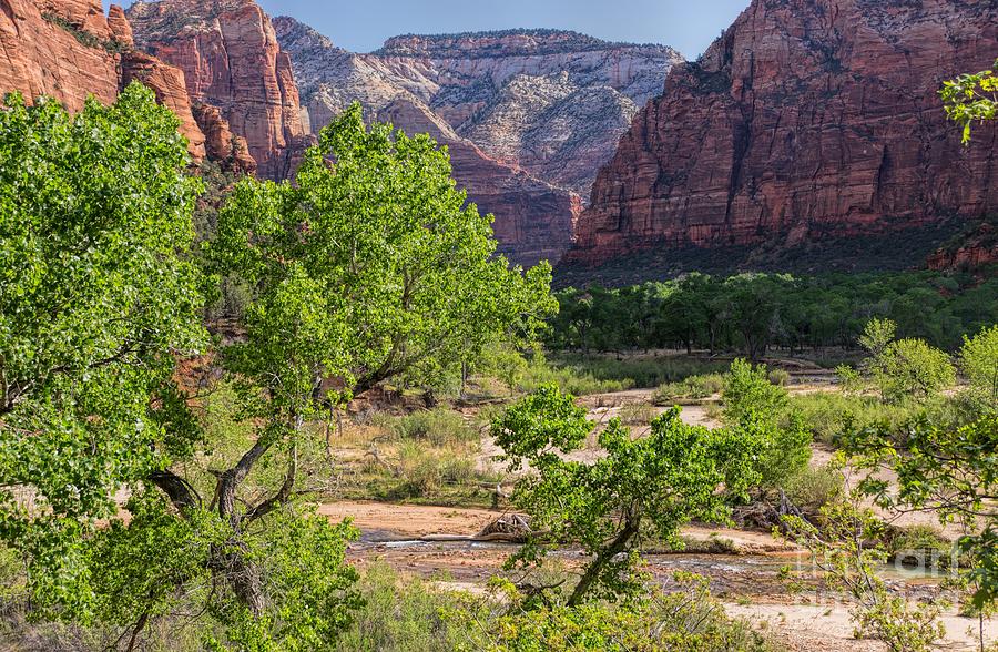 Spring in Zion #1 Photograph by Peggy Hughes