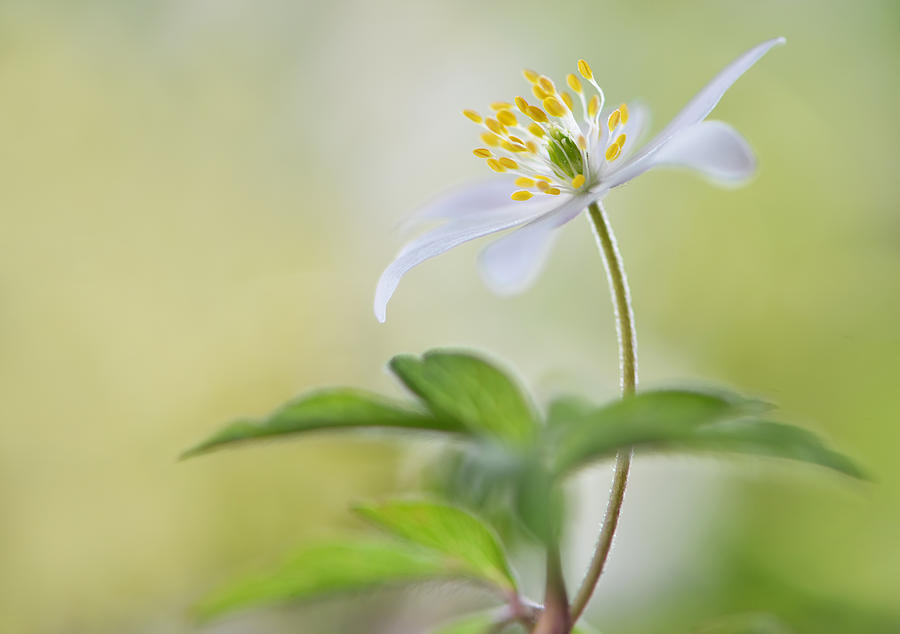 Flower Photograph - Spring Light #1 by Heidi Westum