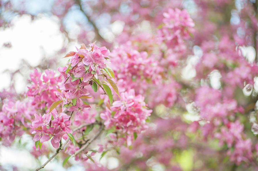 Spring Lightness #1 Photograph by Jenny Rainbow