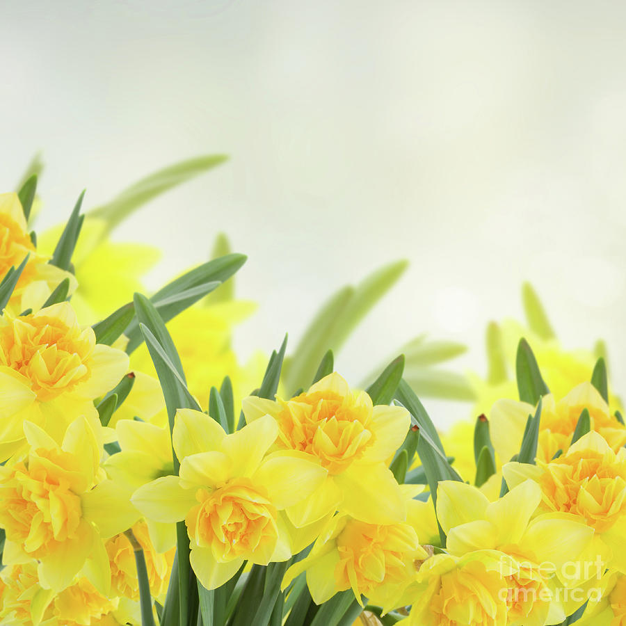 Spring Narcissus Garden #2 Photograph by Anastasy Yarmolovich