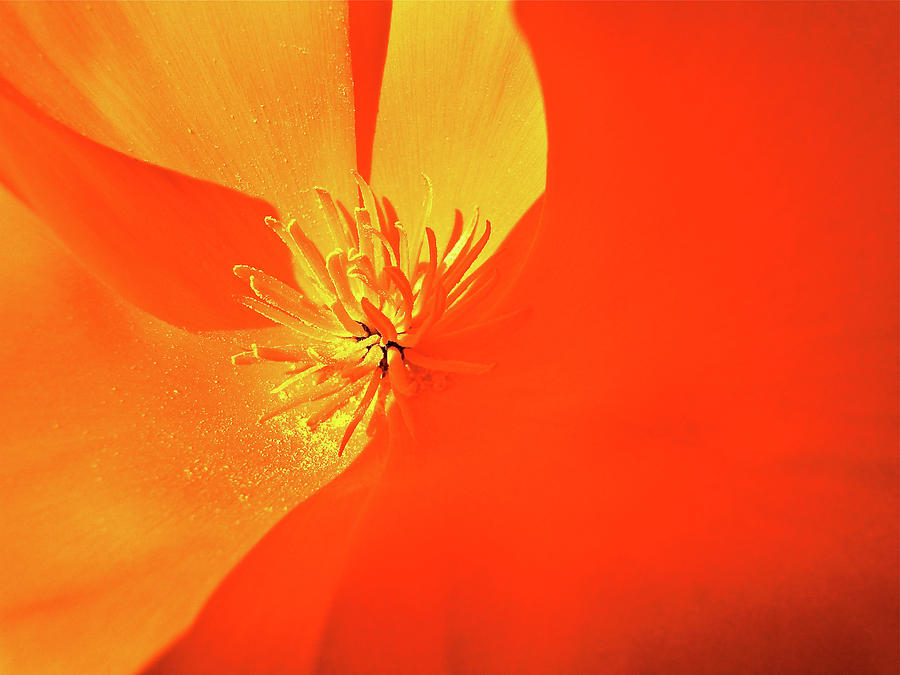 Spring Poppy #1 Photograph by Liz Vernand