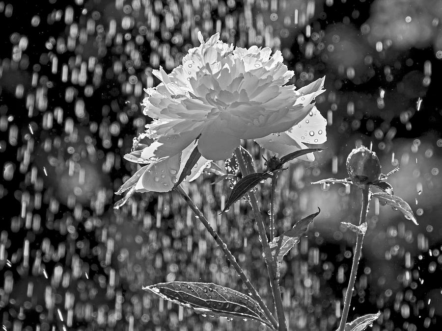 Flower Photograph - Spring Rain - 365-13 by Inge Riis McDonald