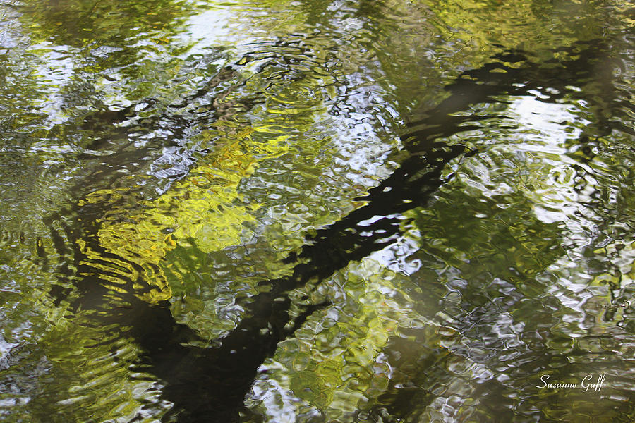Spring Reflections #1 Photograph by Suzanne Gaff