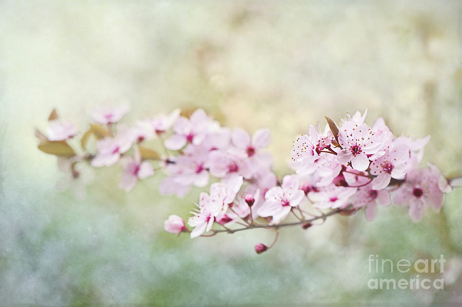 Flower Photograph - Spring Reverie #1 by Jacky Parker