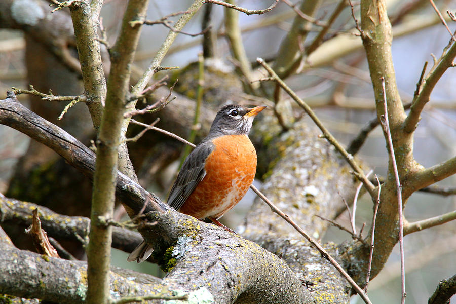 Spring Robin #1 Photograph by Living Color Photography Lorraine Lynch