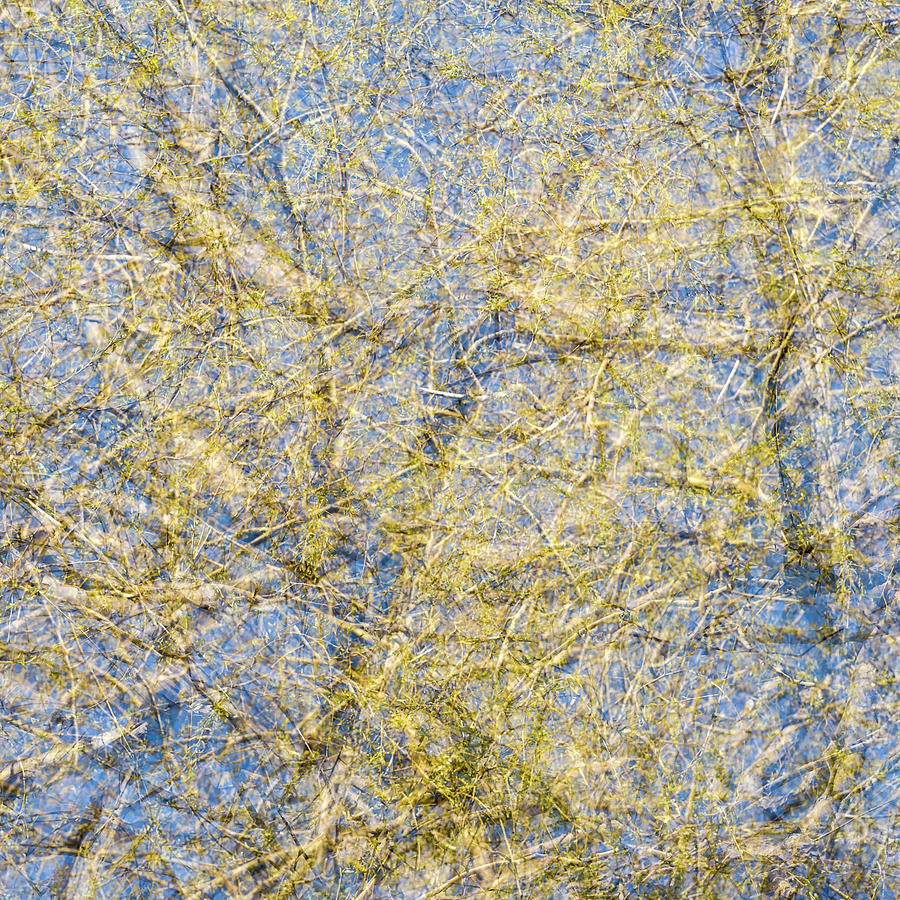 Spring Season - Inspired by Jackson Pollock #4 Photograph by Shankar Adiseshan
