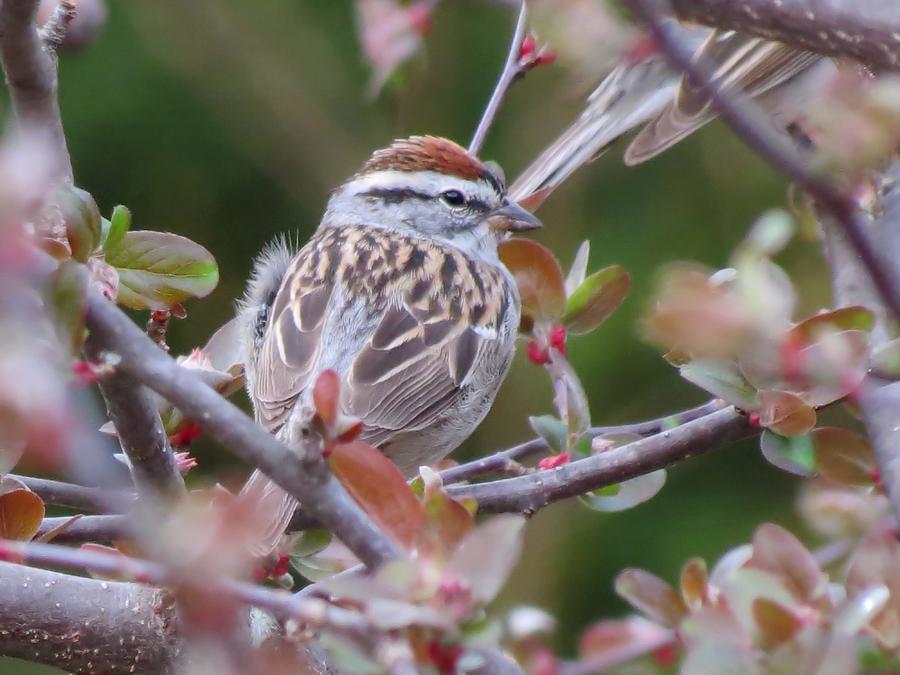 Sparrow Photograph - Spring Sparrow #1 by MTBobbins Photography