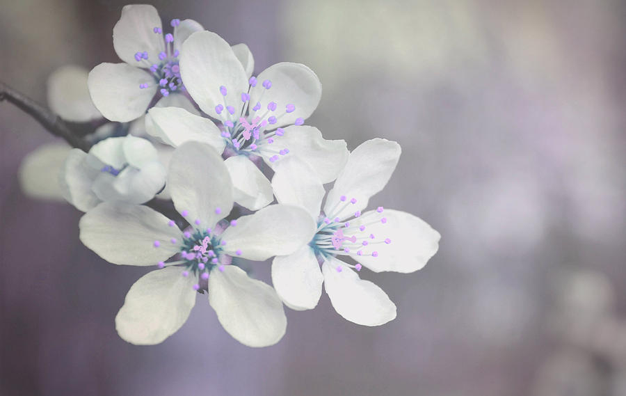 Spring Photograph - Spring tenderness #1 by Rumiana Nikolova