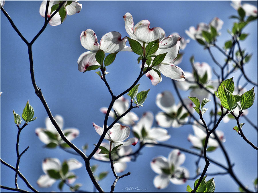 Flower Photograph - Spring tree blossoms #1 by Mikki Cucuzzo