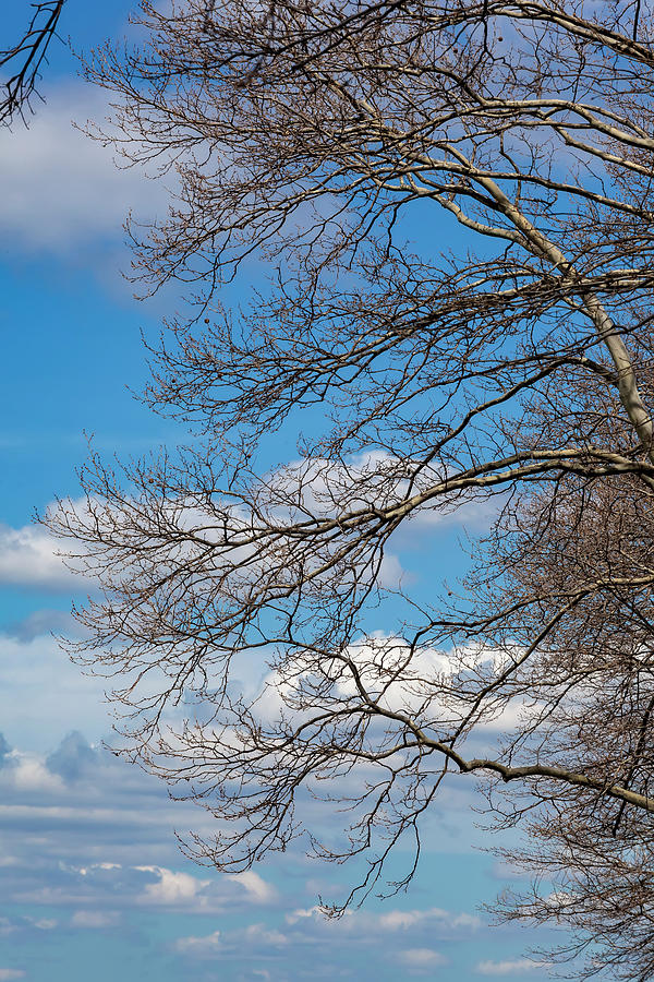 Spring Trees Clouds and Sky #1 Photograph by Robert Ullmann