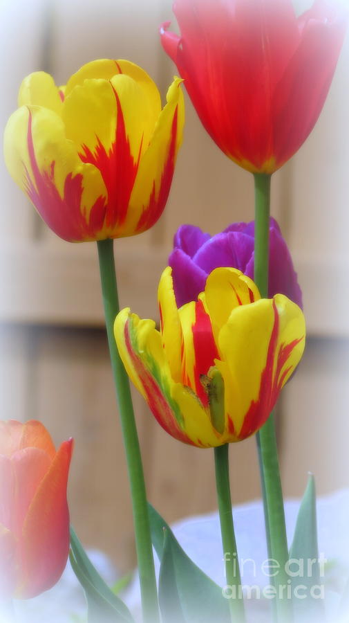 Tulip Photograph - Spring Tulips #2 by Kay Novy
